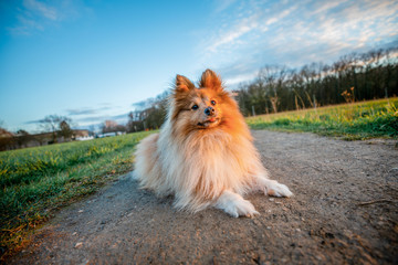 A young shetland sheepdog lies on a ground