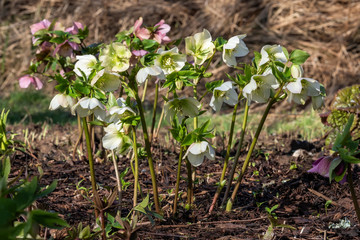 Helleborus a winter springtime flower plant commonly known as Christmas Rose