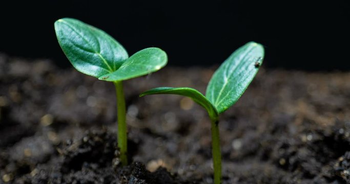 Growing green cucumber plant time lapse. Timelapse seed growing, Closeup nature agriculture shoot. Vegetable sprouting from the ground. macro