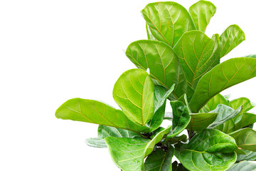 Scandinavian Decor style Plant Green Leaf.Fiddle Leaf Fig Tree.