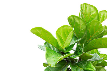 Scandinavian Decor style Plant Green Leaf.Fiddle Leaf Fig Tree.