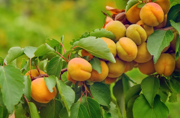Branch of tree with apricot fruit closeup