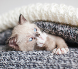 Kitten in a knitted blanket
