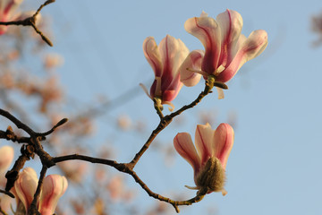 Spring. Close- up of Magnolia flowers. Blue sky.