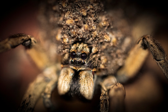 After the female wolf spider's babies (spiderlings) hatch from thier egg sack she carries them on her back until they are ready to hunt for their own food