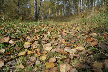 Fallen leaves lie on the ground in a birch grove in late autumn.