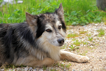 Portrait of a dog, Dolomites, Italy