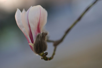 Spring. Close- up of Magnolia flowers. Blue sky.