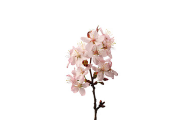 Sakura branch isolated on a white background. Top view.