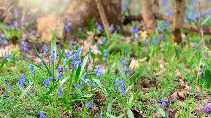 the first spring flowers in the forest. blue snowdrops at sunset. space for text. panorama of flowers, photo for banner