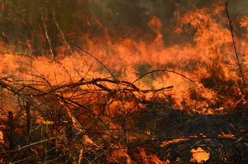 coastal zone of marsh creek, strong smoke from fire of liana overgrowth. Spring fires of dry reeds dangerously approach houses of village by river Cleaning fields of reeds, dry grass. Natural disaster