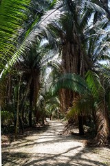 Obraz premium Palmen im Mexikanischen Dschungel