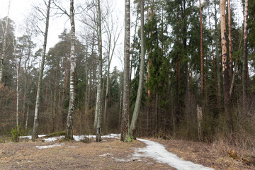 Cloudy rainy day in forest in early spring with melting snow on the path, naked ground and fog among trees