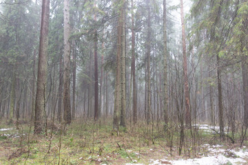 Cloudy rainy day in forest in early spring with melting snow on the path, naked ground and fog...