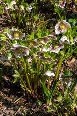 Helleborus x hybridus 'White Lady Spotted' a winter springtime flower plant commonly known as Christmas Rose