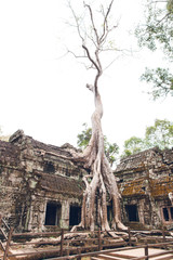 The ruins of Ta Prohm temple among the trees. Cambodia. Siem Reap