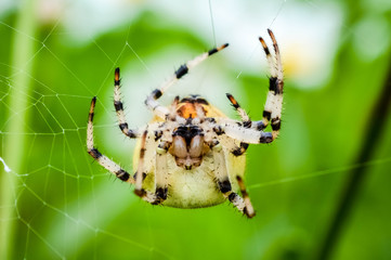 spider