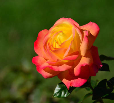 Splendid rose of yellow and orange colors in foreground and blurred green background