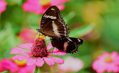 Close up details of butterflies, brown butterflies on flowers against a blur background, butterfly in the park