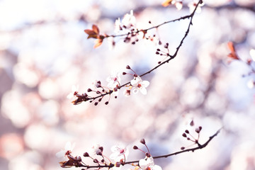 Tender bloom of white flowers of cherry plum in the spring garden. art tender photo.