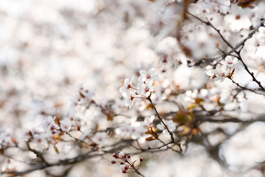 Tender bloom of white flowers of cherry plum in the spring garden. art tender photo.