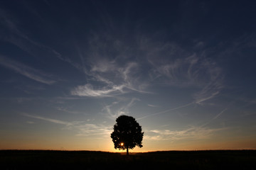 A lonely solitary tree infront of the setting sun at dusk sunset. Perfect sympathy card.