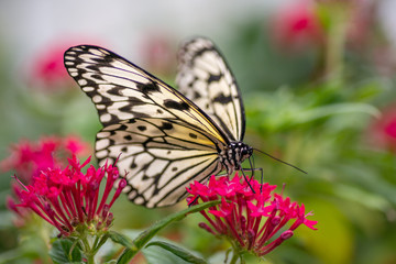 Fototapeta na wymiar Exotischer Schmetterling
