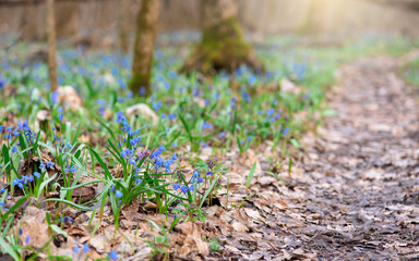 spring first flowers snowdrops in the forest along the road. panorama of the blooming meadows in March .