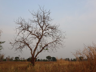 Dry trees in the wide fields in the evening sky atmosphere.
