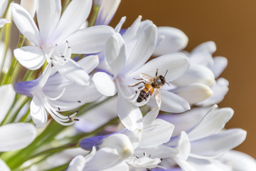 Fototapeta na wymiar Bee collecting nectar from an Agapanthus flower on a sunny morning