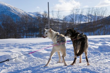 Alaskan Husky. Dog sledding trip and travel at high speed across the Norwegian wilderness.