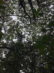 公園の木