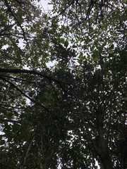 公園の木