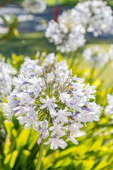 Bee collecting nectar from an Agapanthus flower on a sunny morning