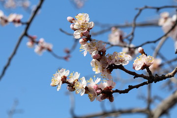 Blooming Branch