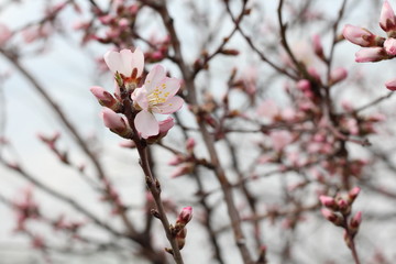 Obraz premium Blossom Tree Flower