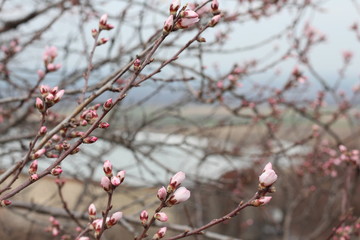 Early Spring