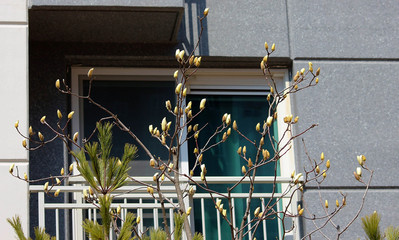 창문옆 목련 꽃망울