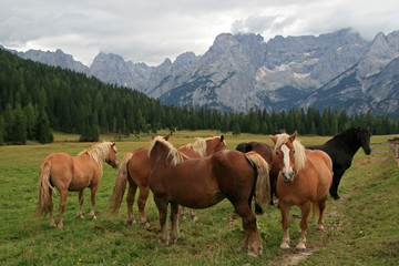 Fototapeta na wymiar Landscape with horses, Dolomites, Italy