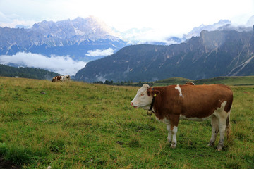 Fototapeta na wymiar Landscape with cow, Dolomites, Italy