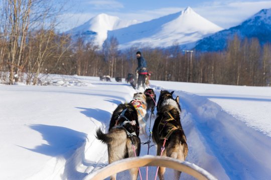 Dog sledding, husky tours in Noway. Dog sledding trip and travel at high speed across the Norwegian wilderness.