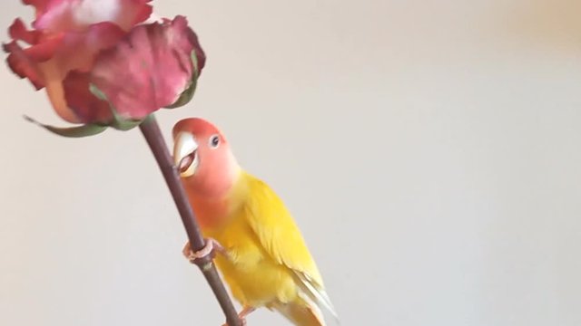 The beautiful lovebird parrot pet indulges in nibbling rose leaves. Isolated on a white background. The rosy-faced lovebird (Agapornis roseicollis) at home.