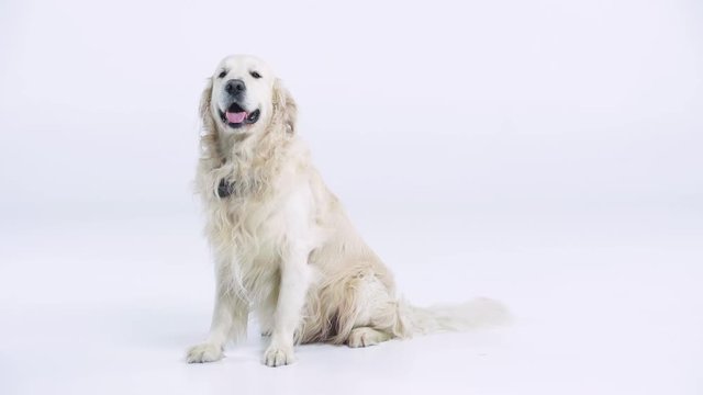 adorable golden retriever sitting on white with copy space