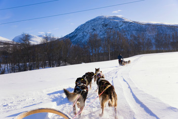 Dog sledding, husky tours.  Dog sledding trip and travel at high speed across the Norwegian wilderness.