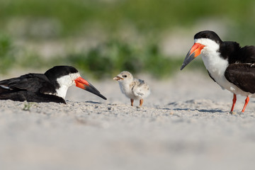 A pair of Black Skimmer with their nestling.