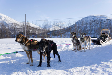 Dog sledding, husky tours.  Dog sledding trip and travel at high speed across the Norwegian wilderness.
