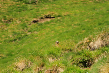 Marmot, Dolomites, northern Italy