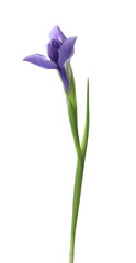 Beautiful iris isolated on white. Spring flower