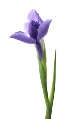 Beautiful iris isolated on white. Spring flower