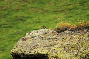 Marmot, Dolomites, northern Italy